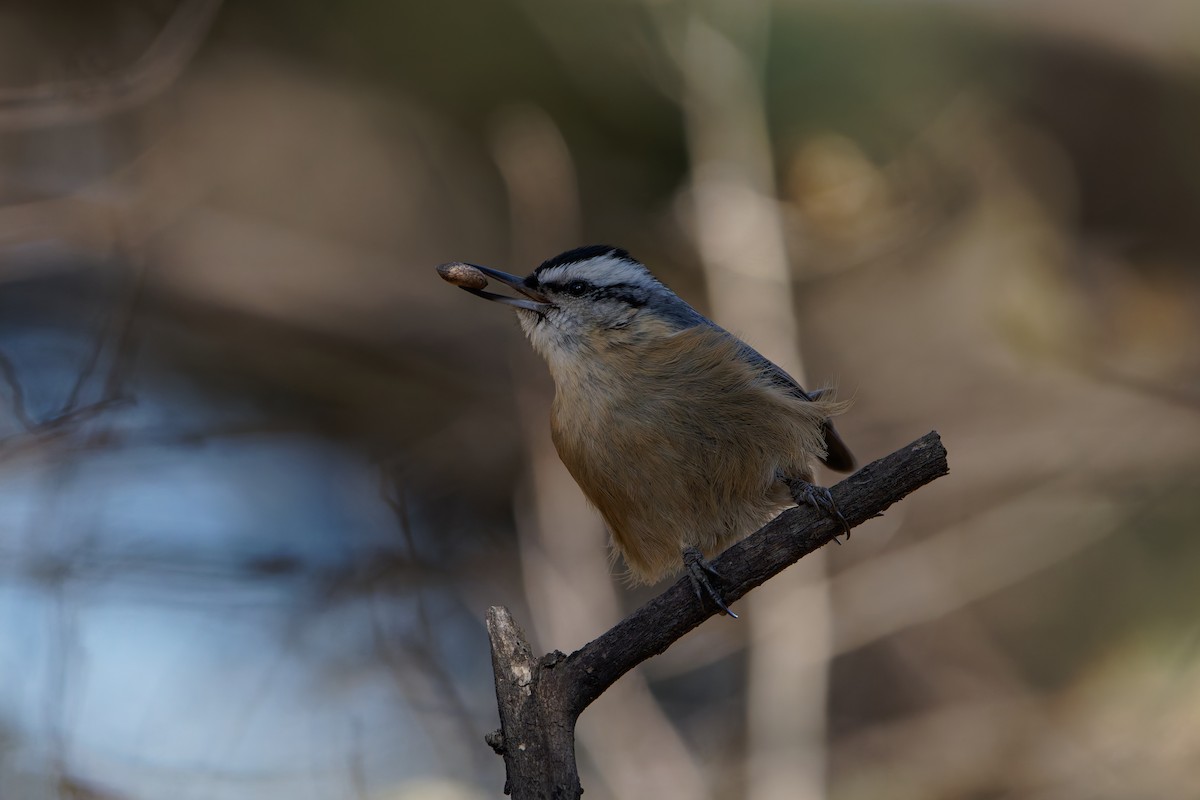 Snowy-browed Nuthatch - ML644455736
