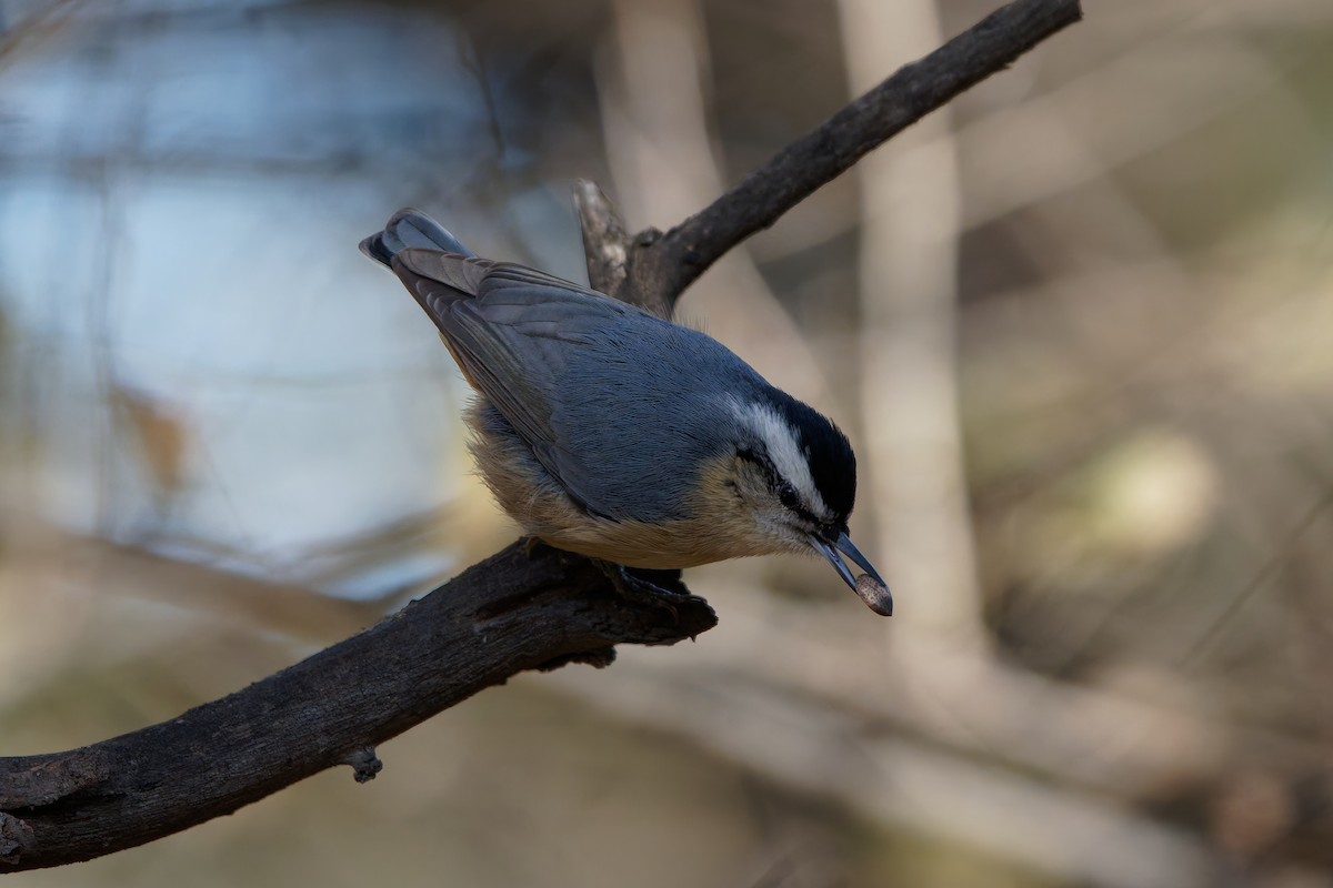 Snowy-browed Nuthatch - ML644455737