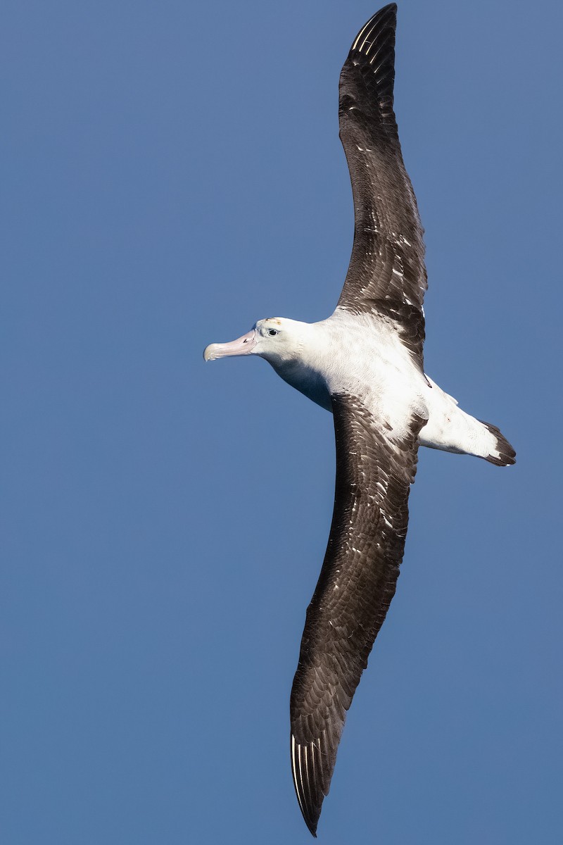 Antipodean Albatross (Gibson's) - ML644455739