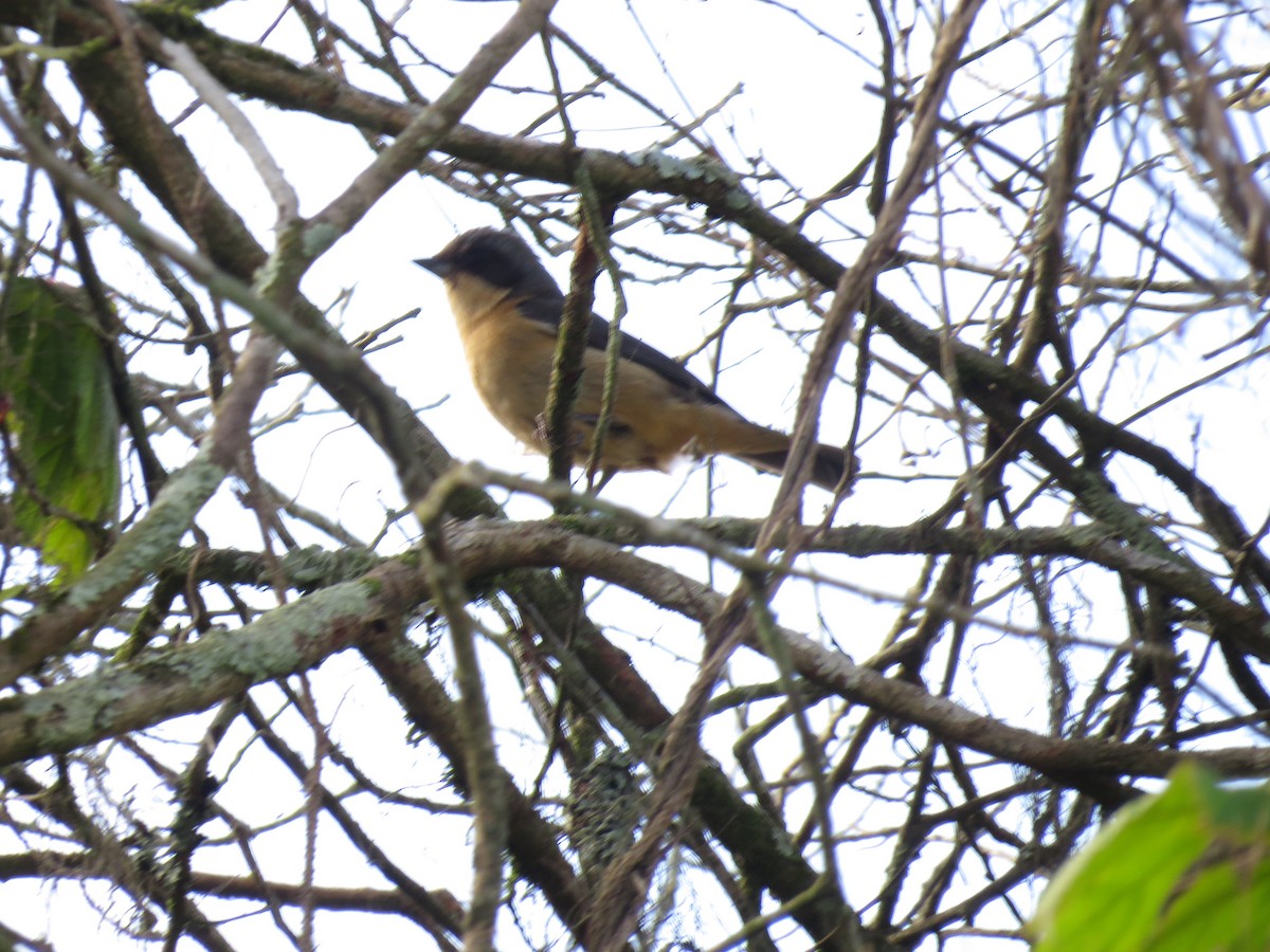 Fawn-breasted Tanager - ML644455740