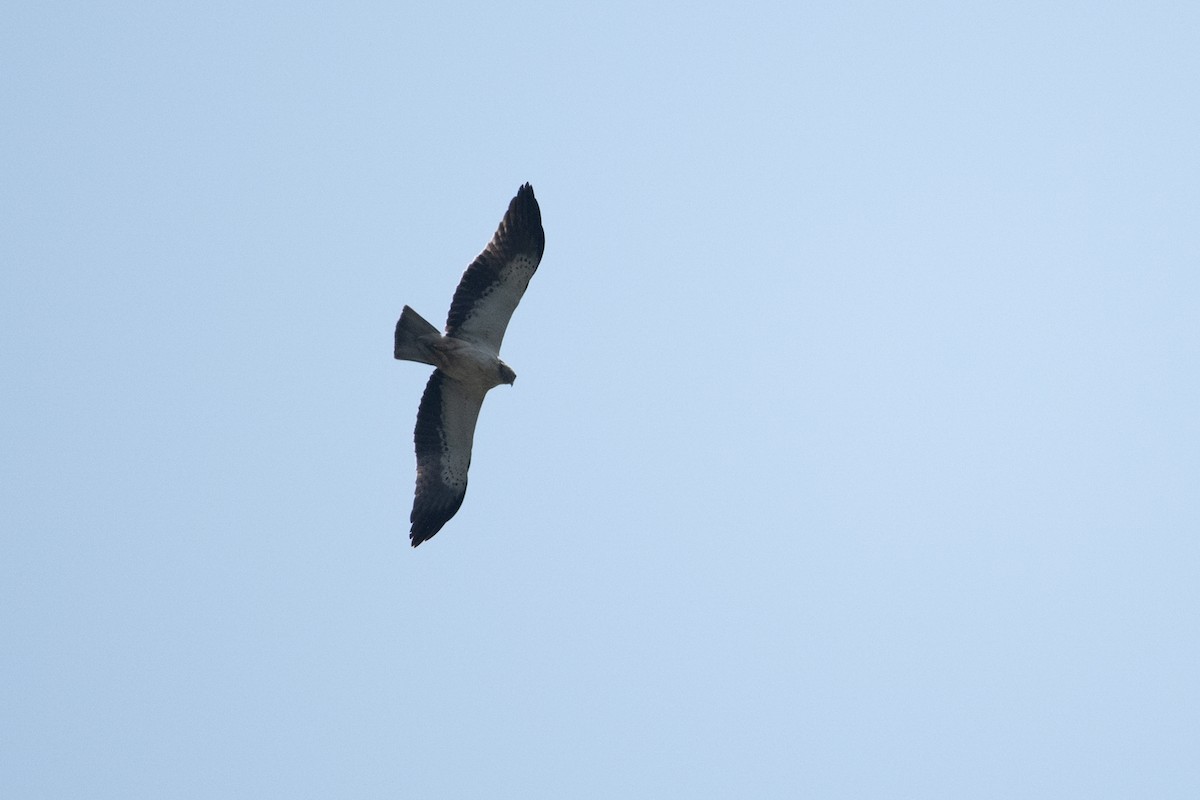 Aigle botté - ML644455742