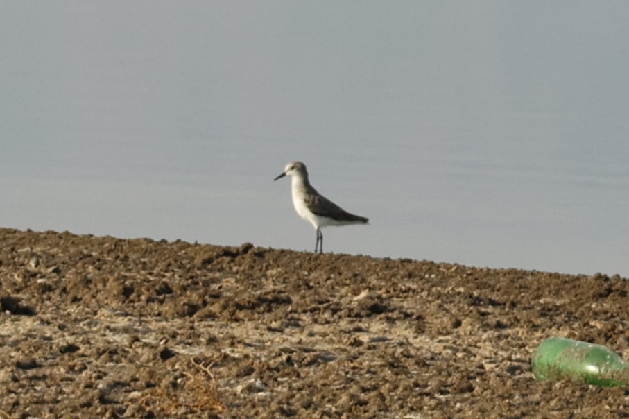 Гурвалж элсэг - ML644455744