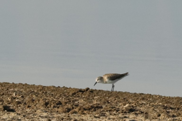 Гурвалж элсэг - ML644455745