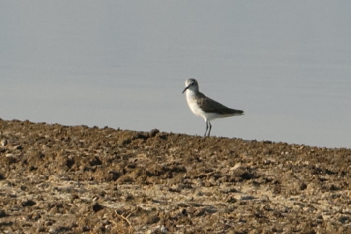 Гурвалж элсэг - ML644455746