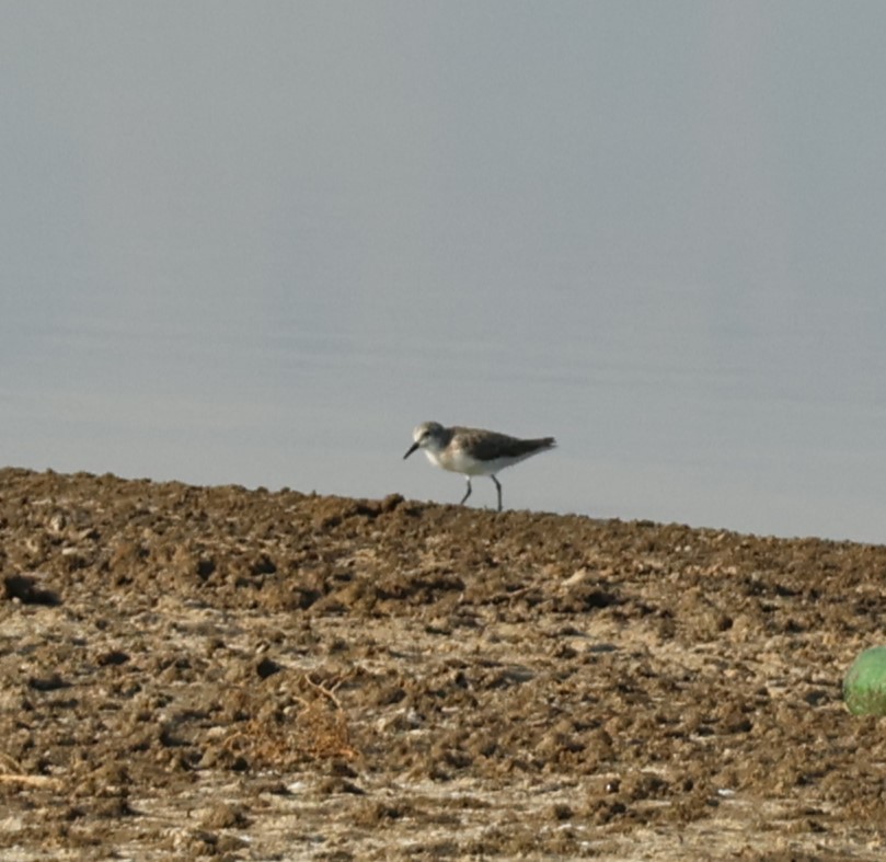 Гурвалж элсэг - ML644455747