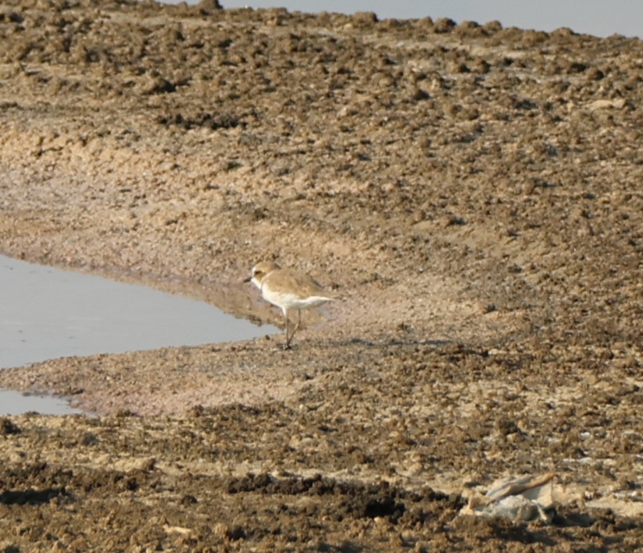 Тэнгисийн хиазат - ML644455755