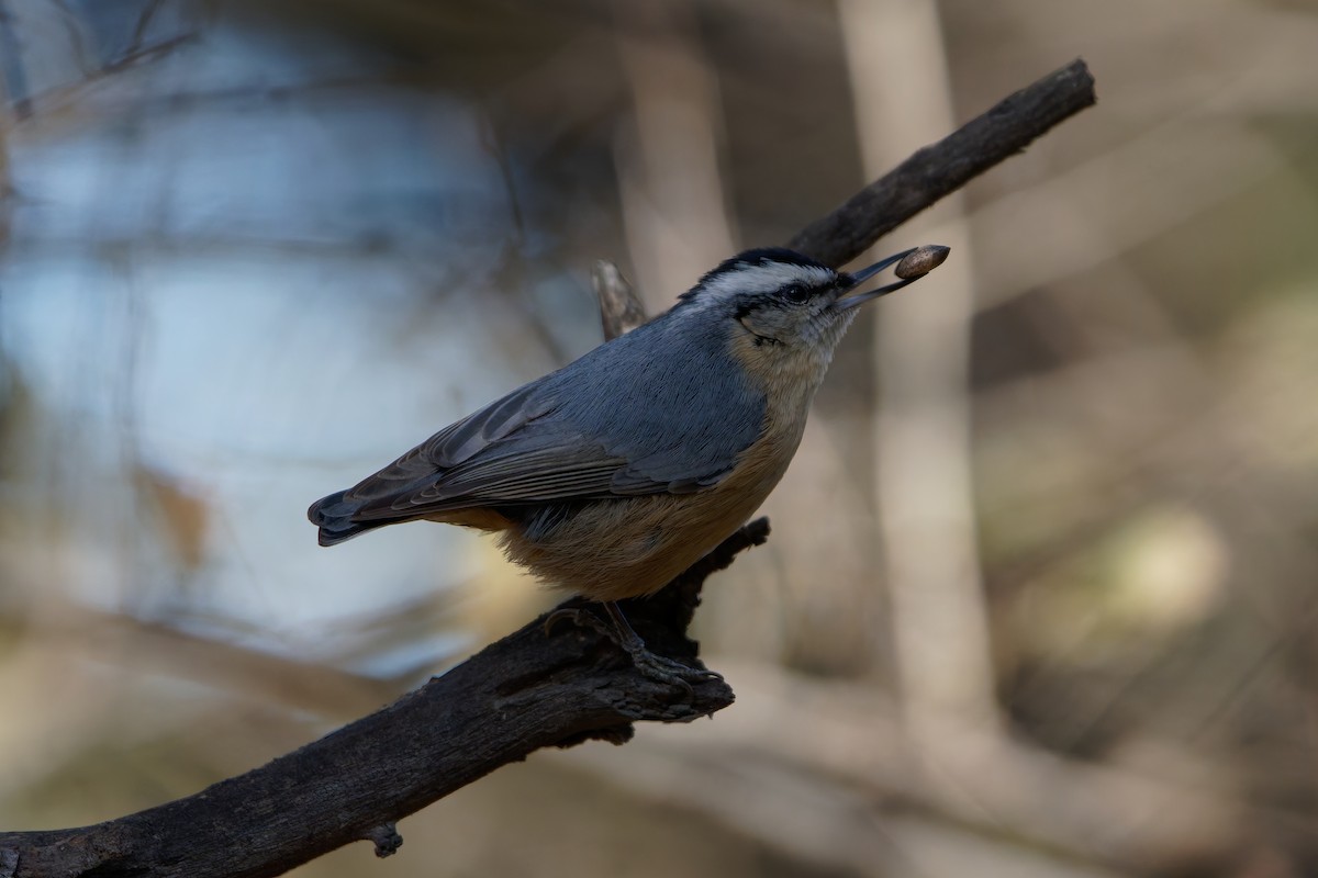 Snowy-browed Nuthatch - ML644455759