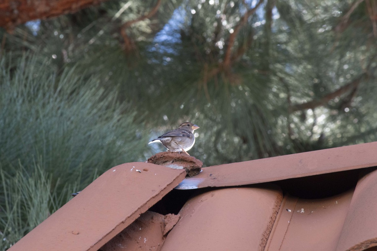 strnadec bělopásý - ML644455761