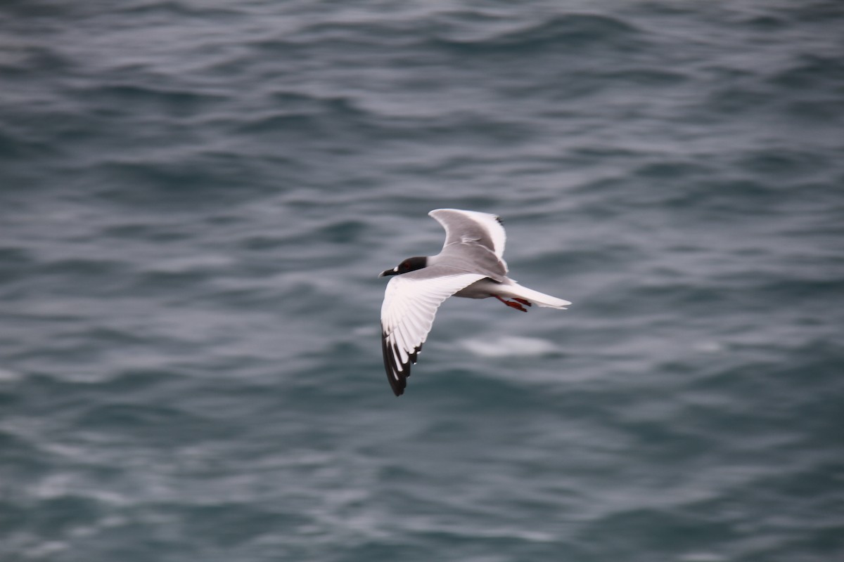 Swallow-tailed Gull - ML644455762