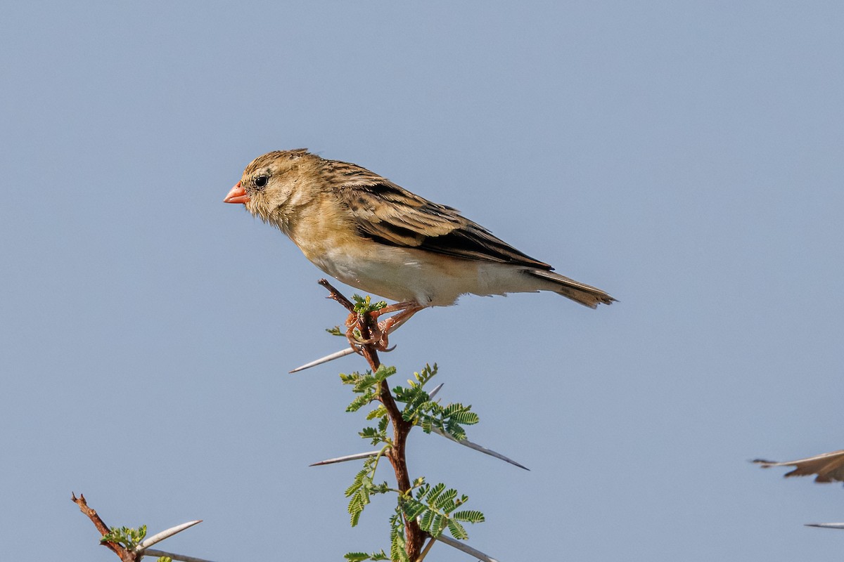 Shaft-tailed Whydah - ML644455763