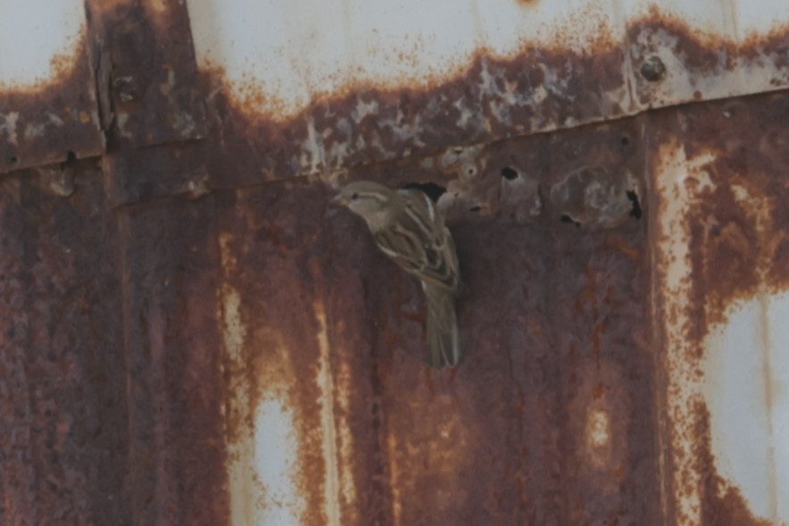 Оронгийн бор шувуу - ML644455764