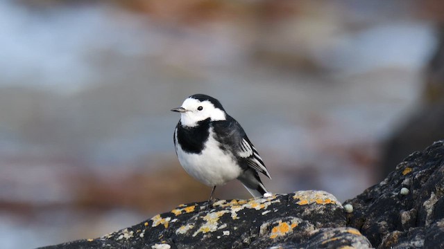 linerle (yarrellii) (svartryggerle) - ML644455769