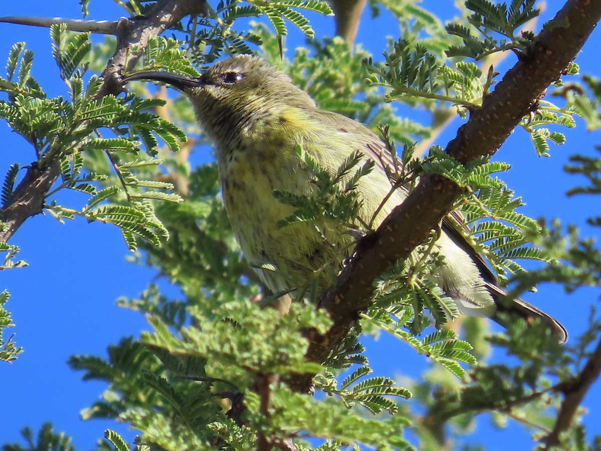 Amethyst Sunbird - ML644455786