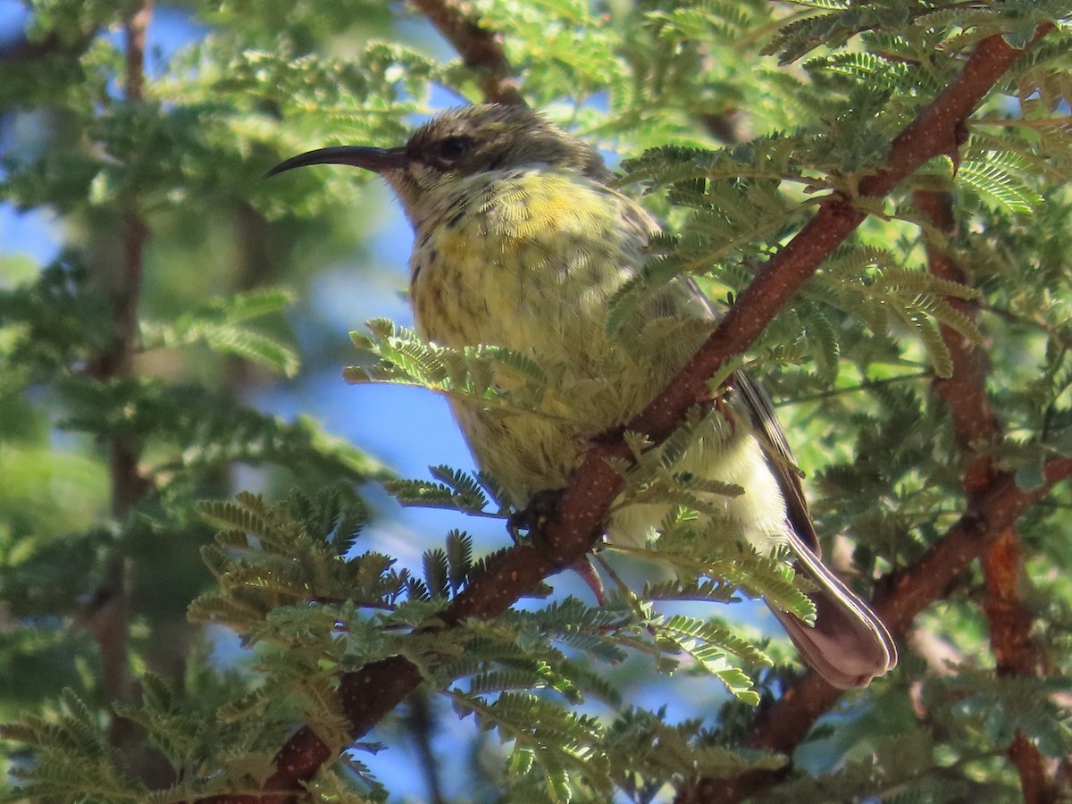 Amethyst Sunbird - ML644455787