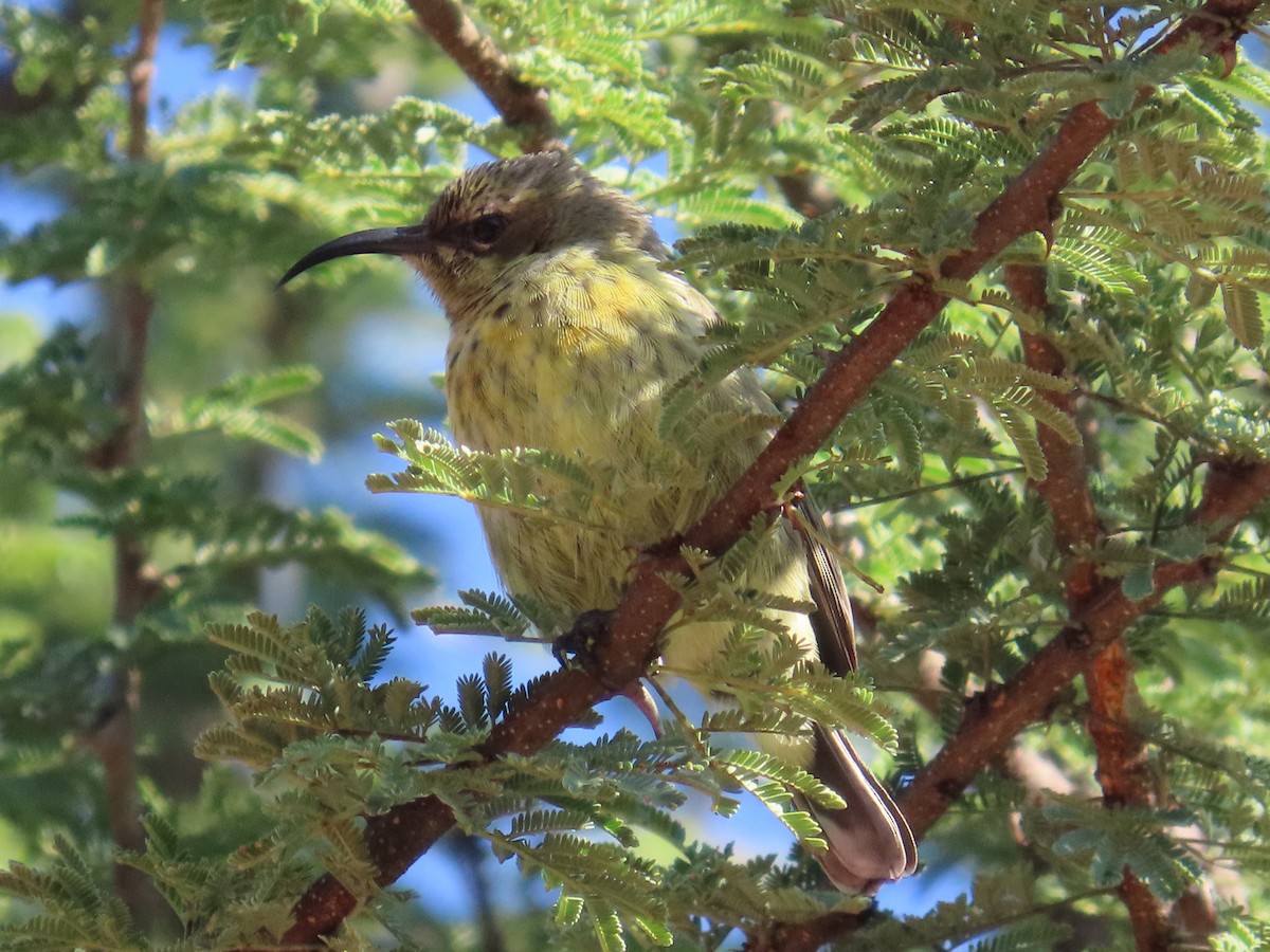 Amethyst Sunbird - ML644455789