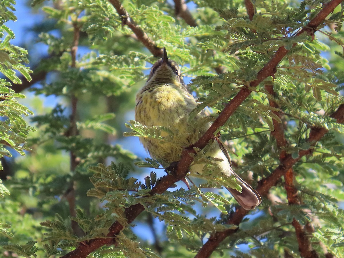 Amethyst Sunbird - ML644455792