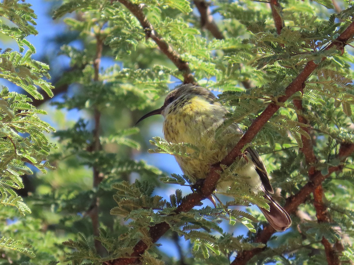 Amethyst Sunbird - ML644455793