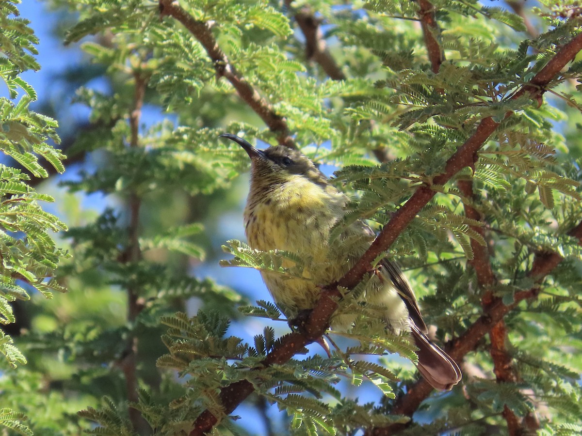 Amethyst Sunbird - ML644455794