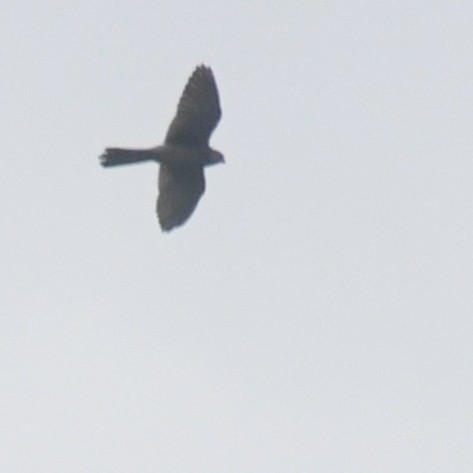 チョウゲンボウ - ML644455805