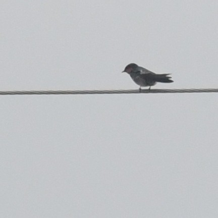 Pacific Swallow - ML644455808