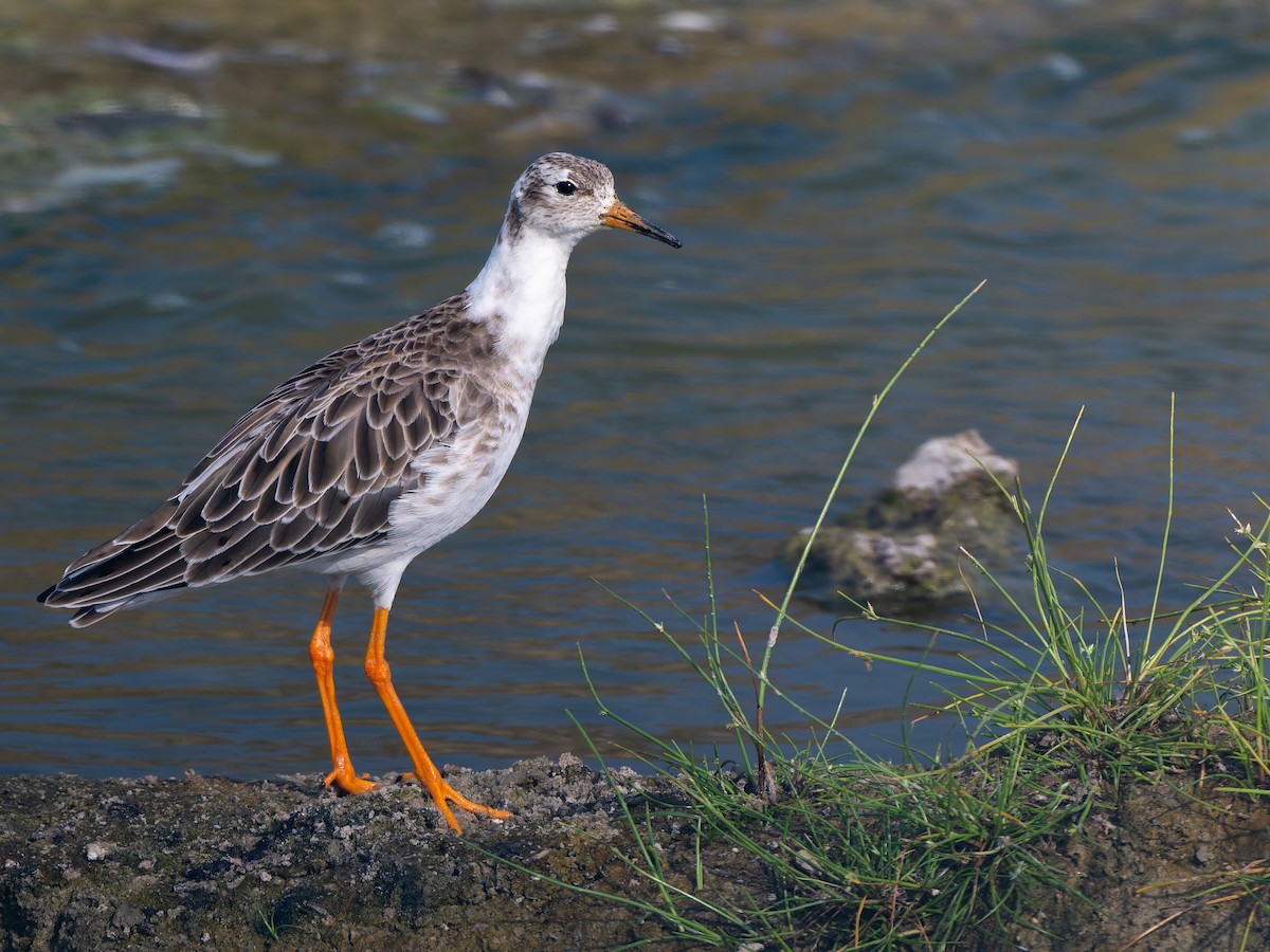 Combattant varié - ML644455809