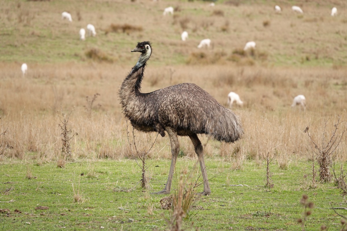 Émeu d'Australie - ML644455811