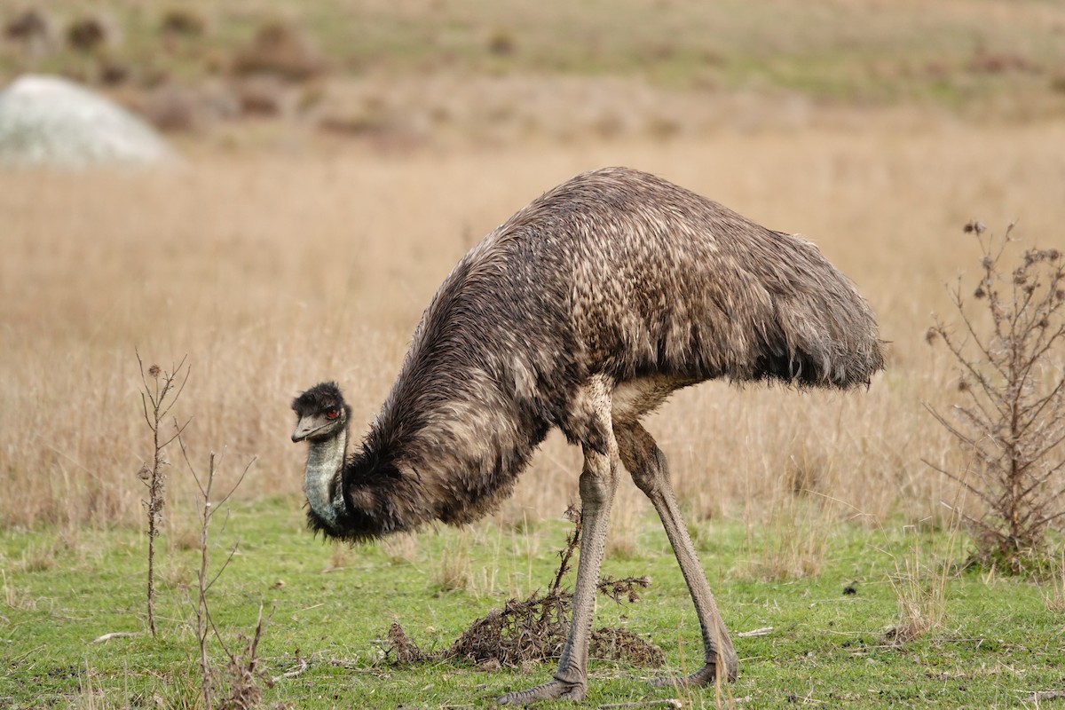 Émeu d'Australie - ML644455812