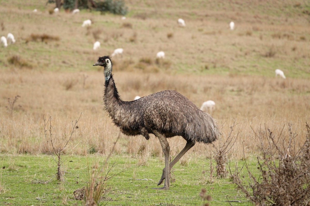 Émeu d'Australie - ML644455813