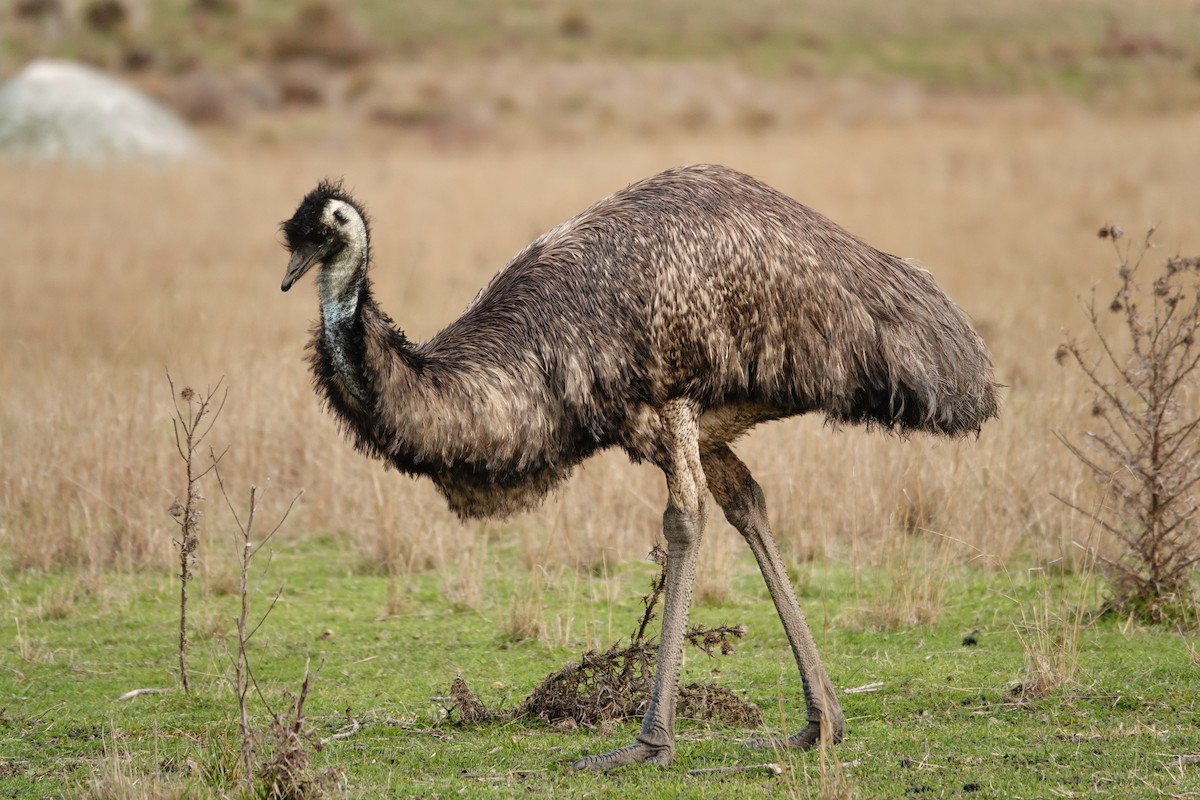 Émeu d'Australie - ML644455814