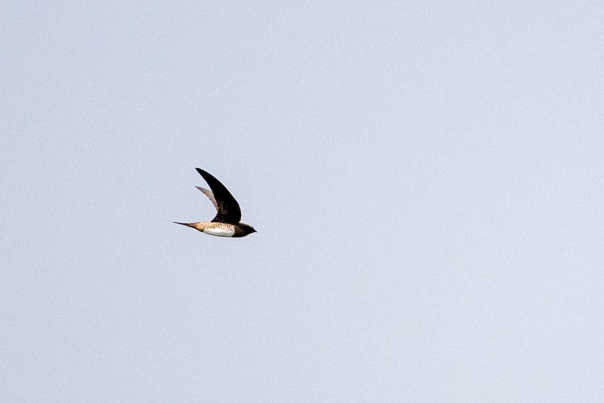 Martinet à ventre blanc - ML644455815