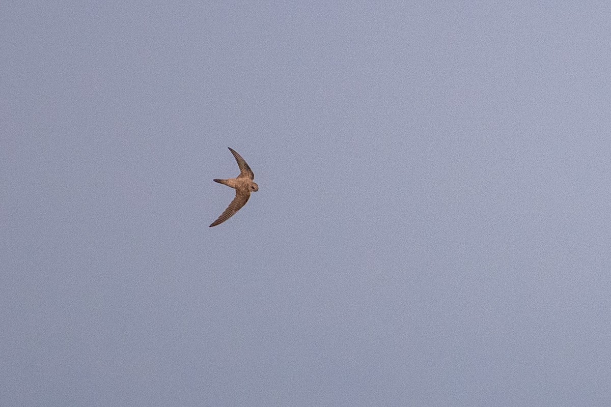 Martinet à ventre blanc - ML644455816