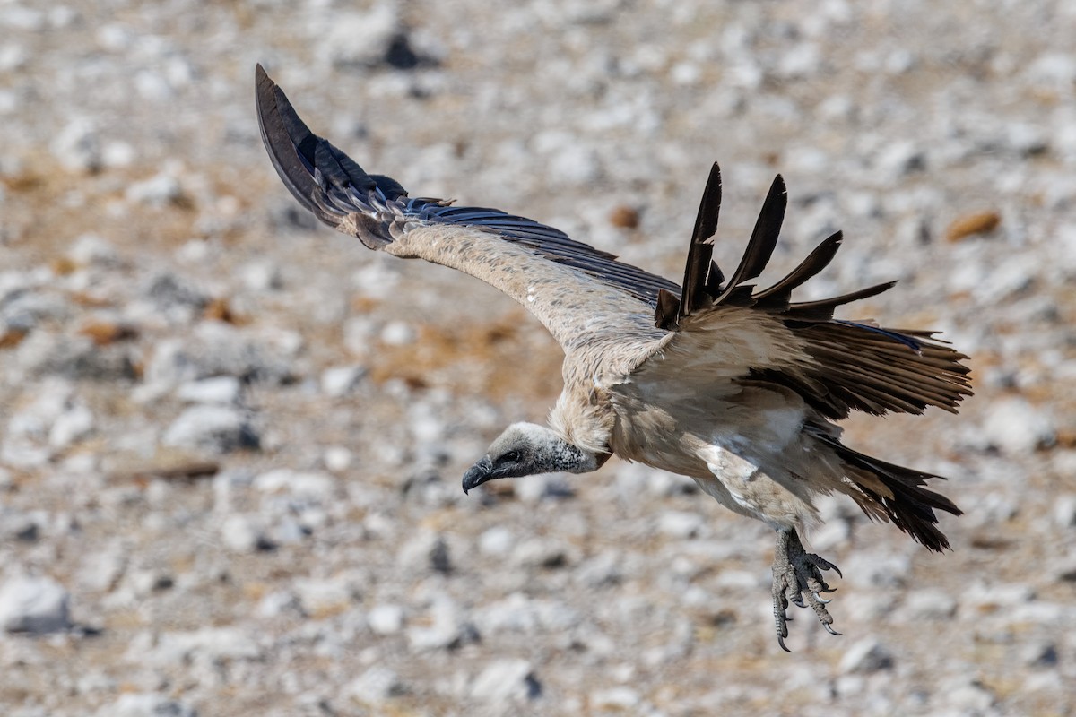 Buitre Dorsiblanco Africano - ML644455818