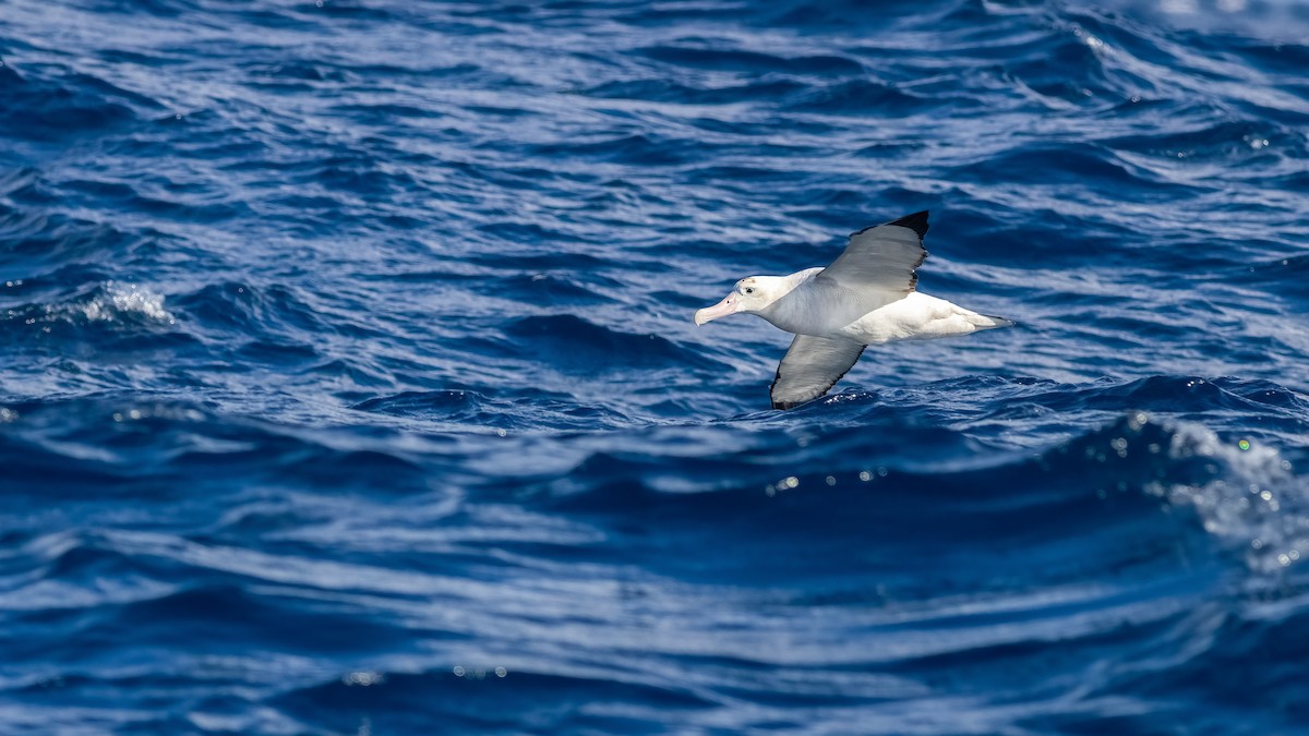 Antipodean Albatross (Gibson's) - ML644455819