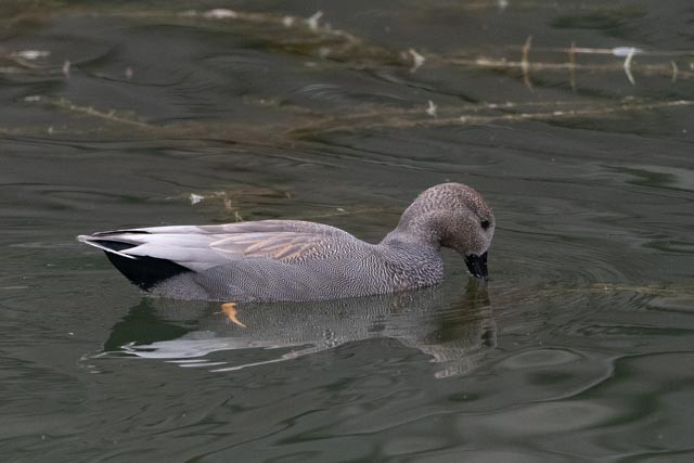 Нерозень - ML644455821