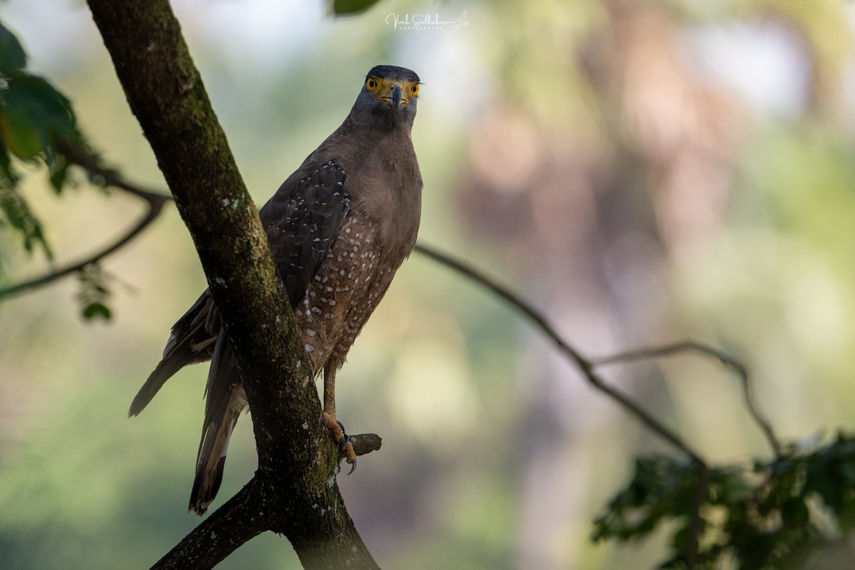 Serpentaire bacha - ML644455822