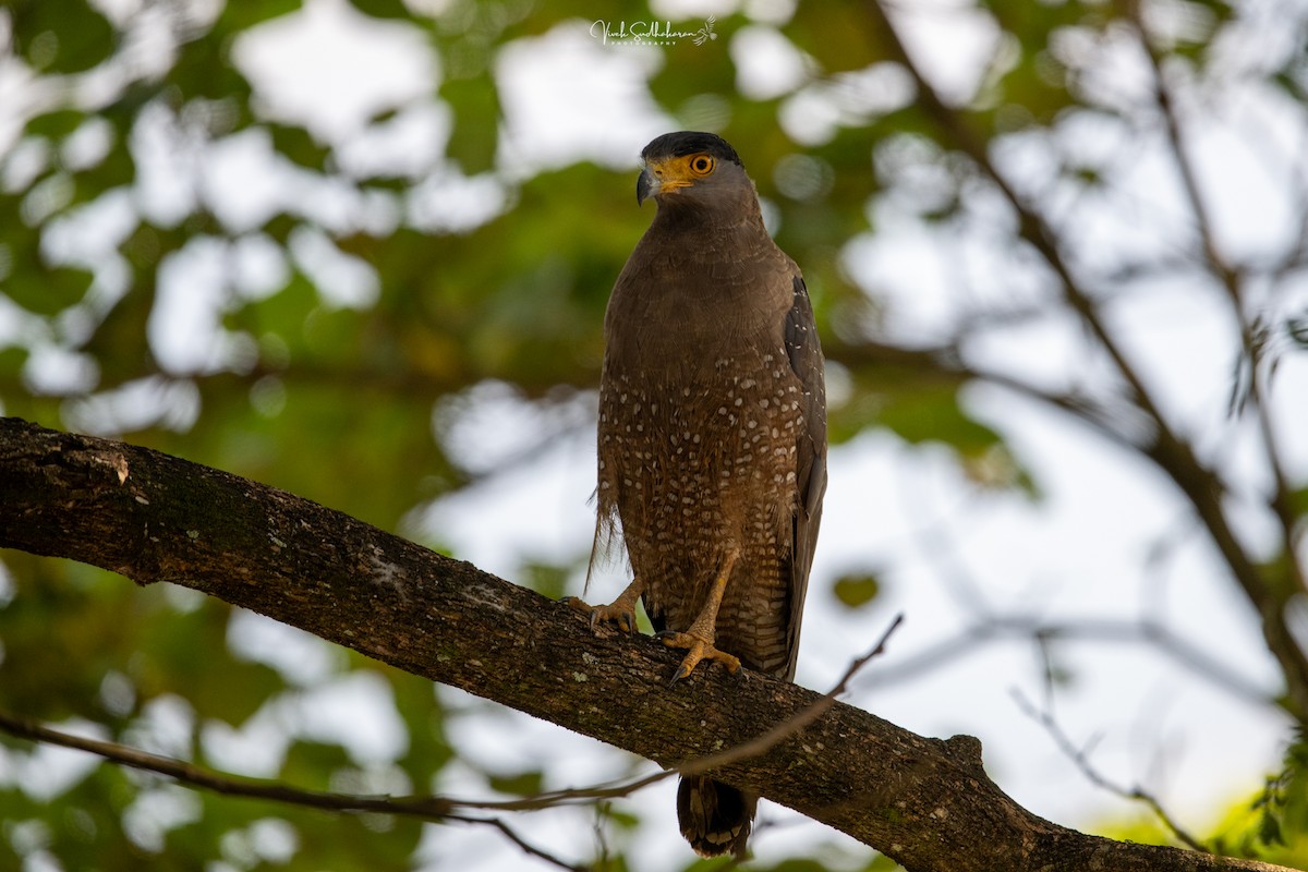 Serpentaire bacha - ML644455823