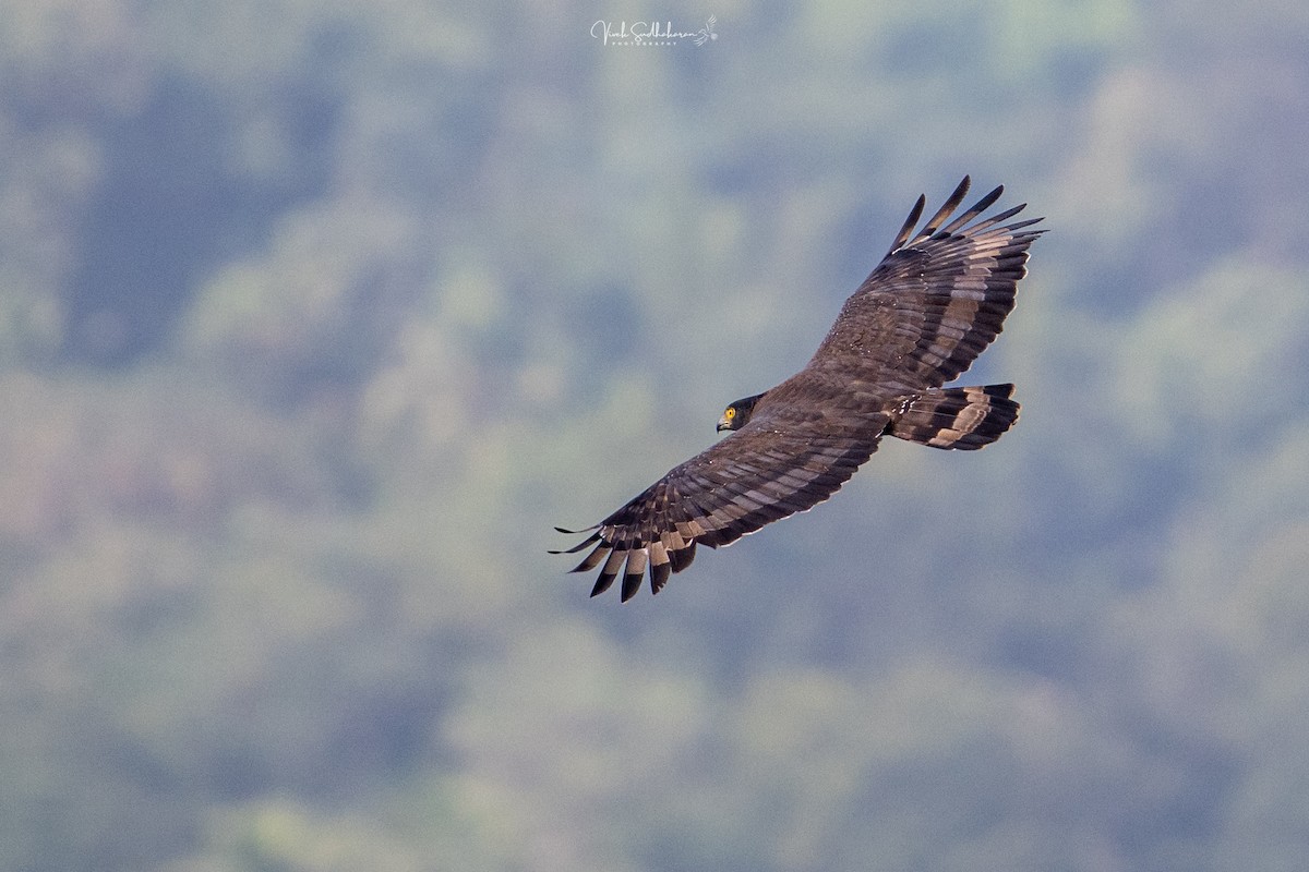 Serpentaire bacha - ML644455824