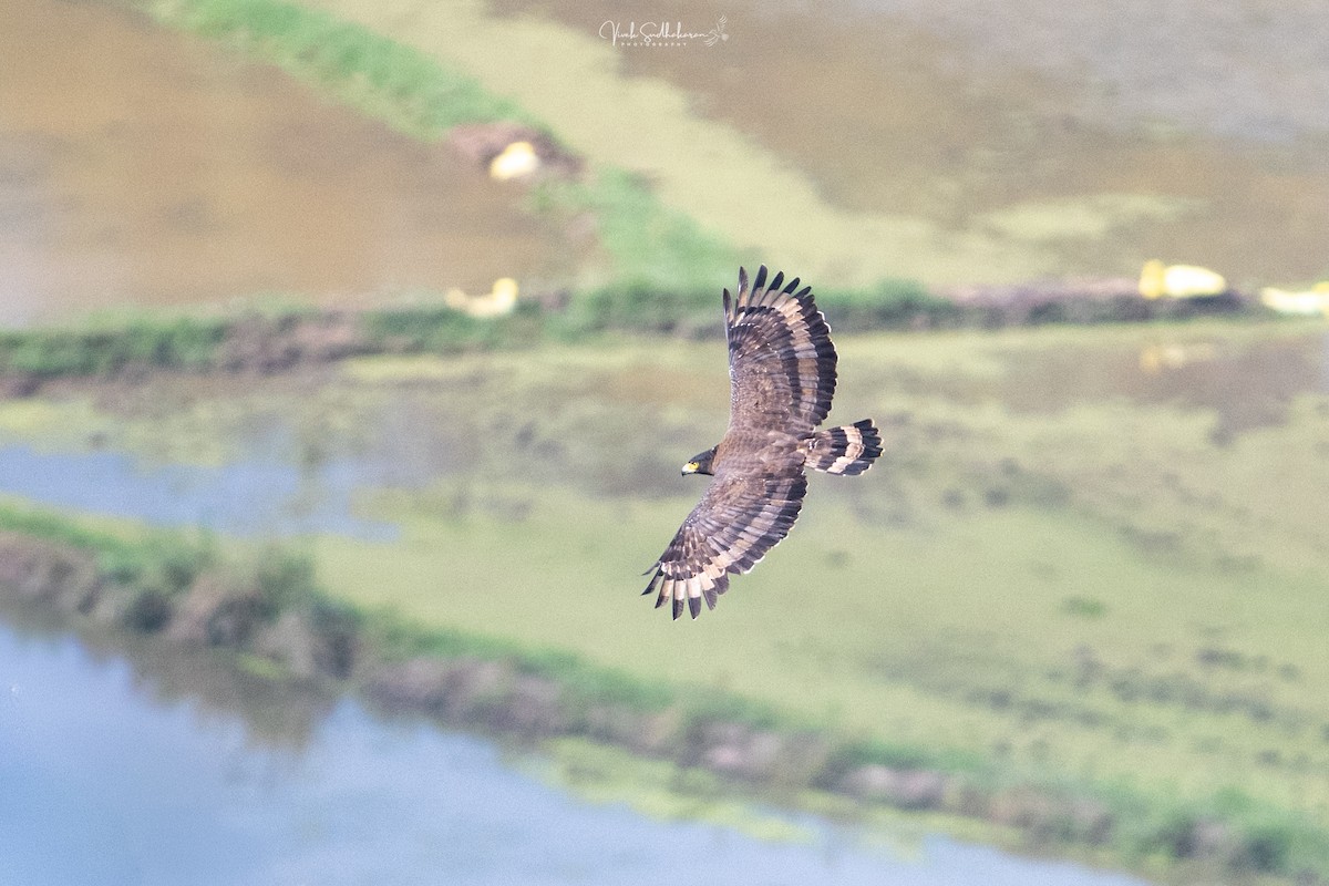 Serpentaire bacha - ML644455825