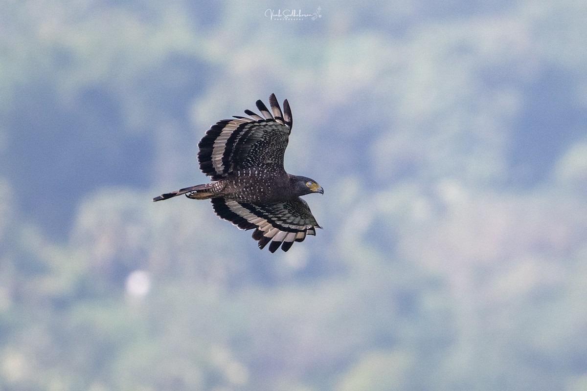 Serpentaire bacha - ML644455826