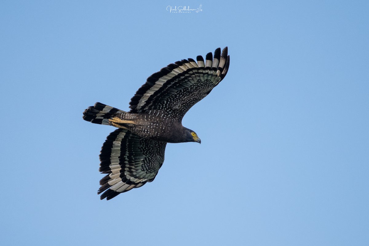 Serpentaire bacha - ML644455827