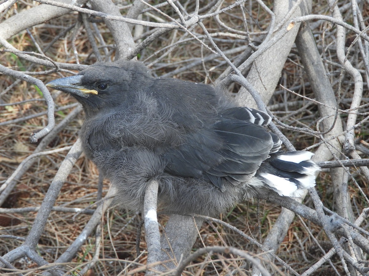 Réveilleur cendré - ML644455833