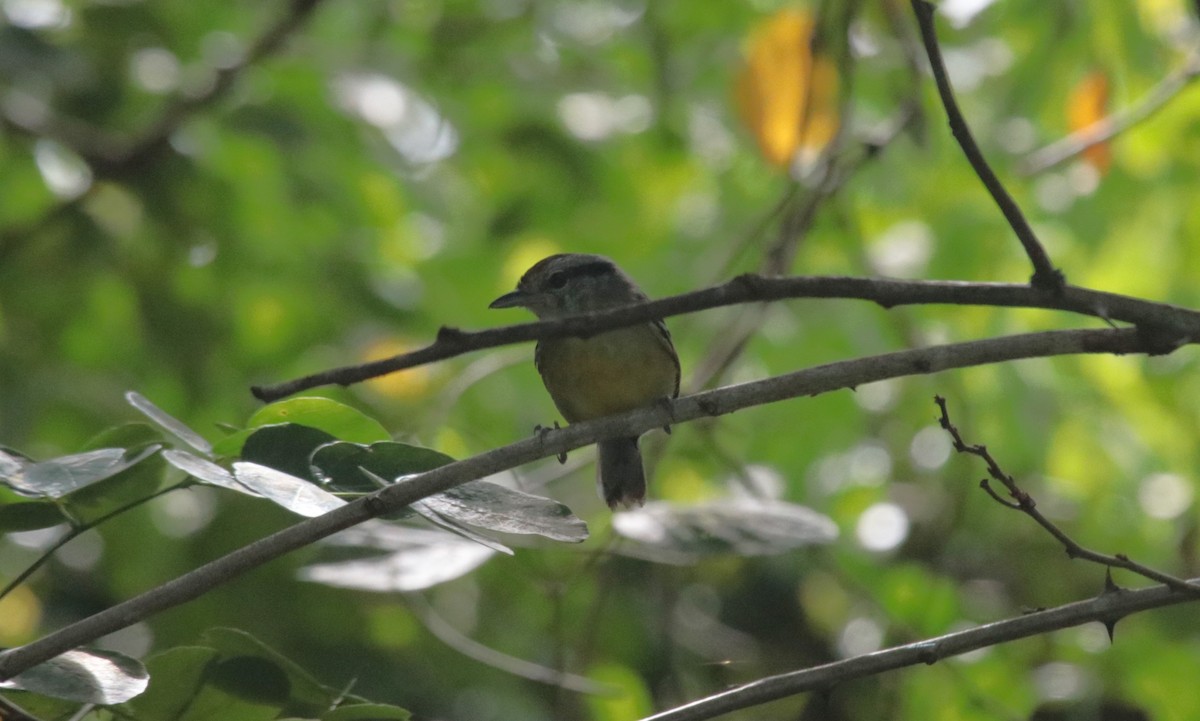 Rufous-margined Antwren - ML644455835