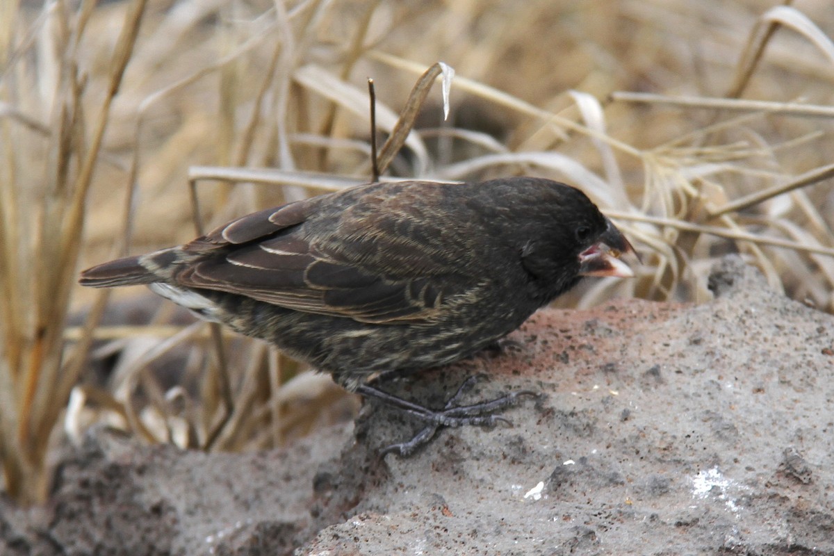 Española Ground-Finch - ML644455836