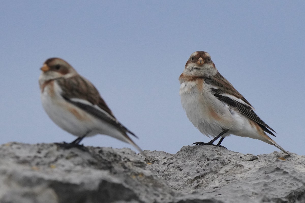 Snow Bunting - ML644455837
