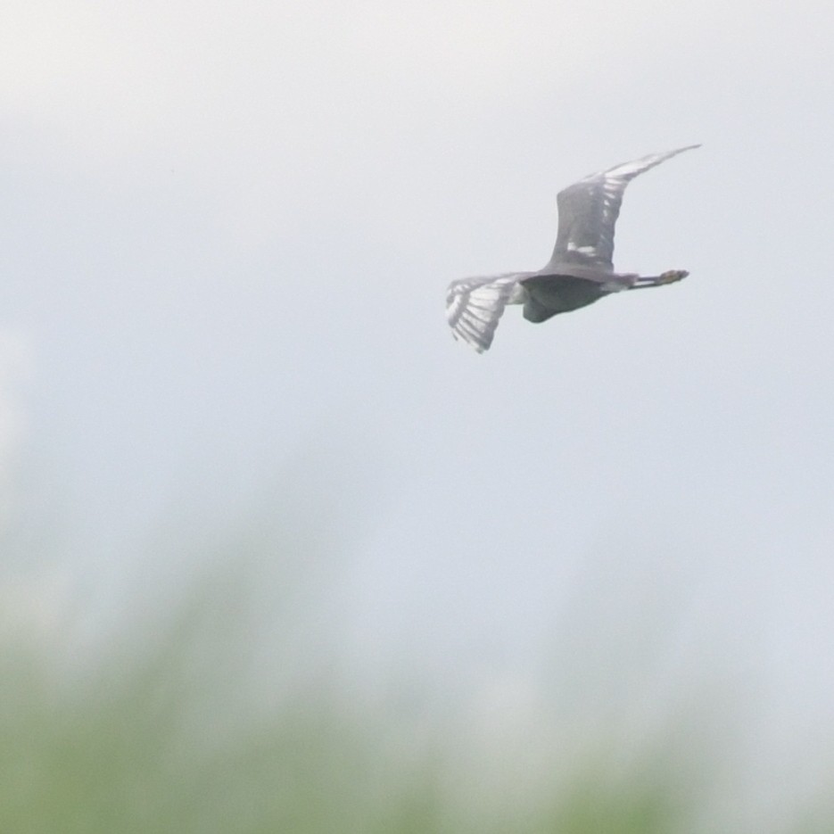 Aigrette garzette - ML644455845