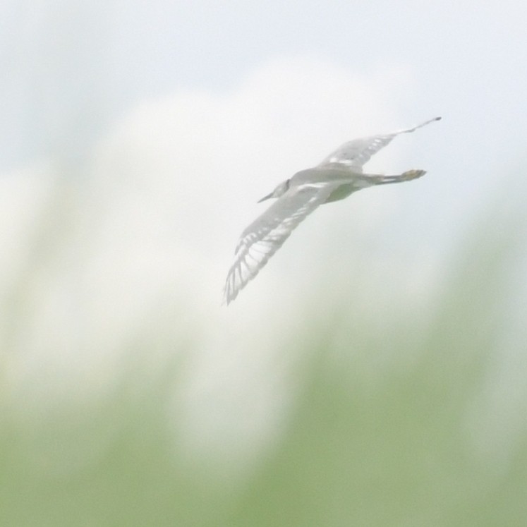 Aigrette garzette - ML644455846