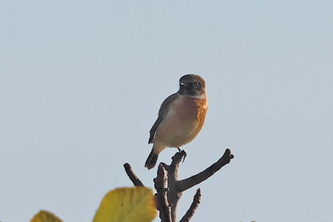 European Stonechat - ML644455849