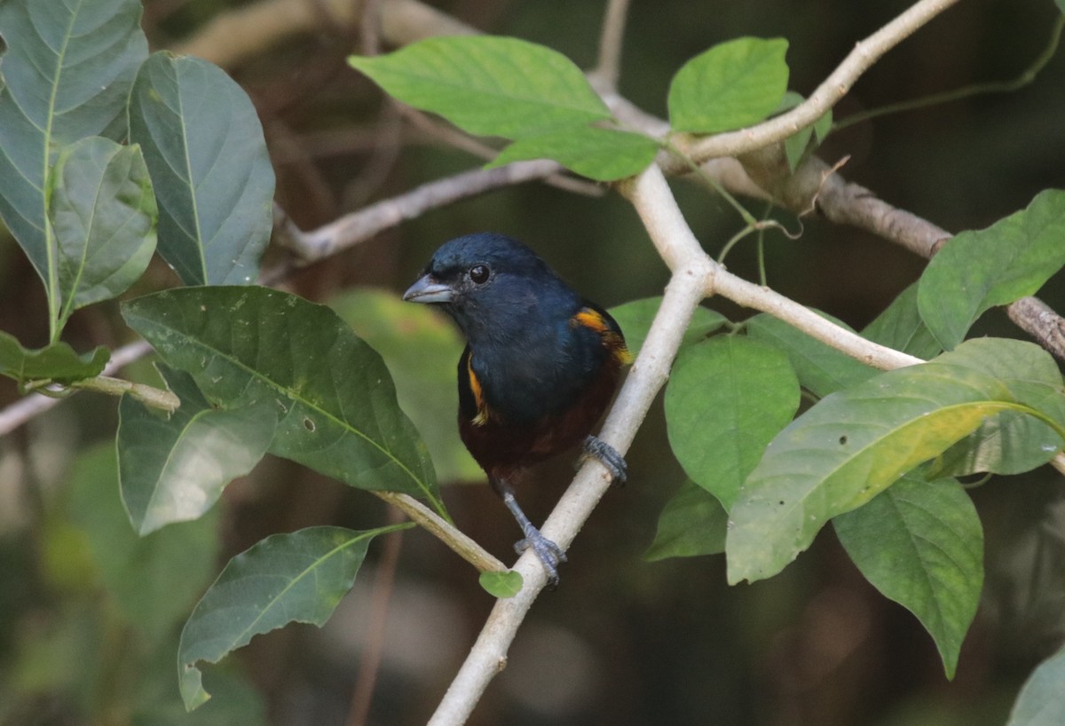 Organiste à ventre marron - ML644455850