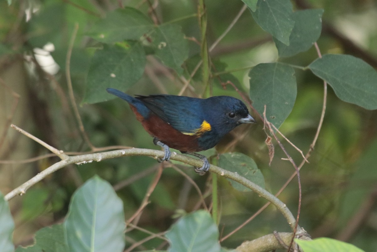 Organiste à ventre marron - ML644455851