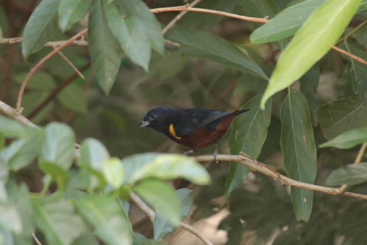 Organiste à ventre marron - ML644455852